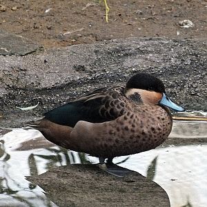 Blue-billed teal