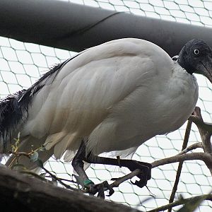 Madagascar sacred ibis