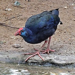 Western purple swamphen