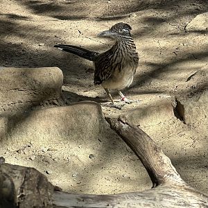 Greater Roadrunner (Geococcyx californianus)