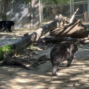 American Blackbear (Ursus americanus)