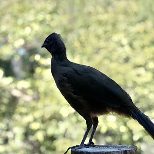 Plain Chachalaca (Ortalis vetula)