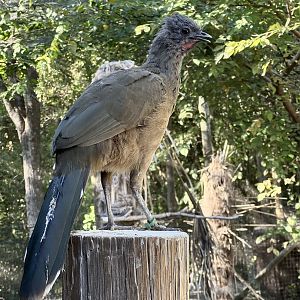 Plain Chachalaca (Ortalis vetula)