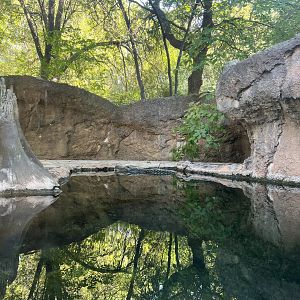 American Alligator (Alligator mississippiensis)