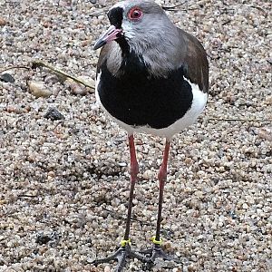 Southern lapwing