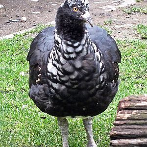Horned screamer