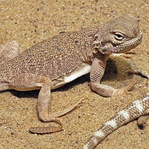 Secret toadhead agama