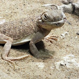 Secret toadhead agama