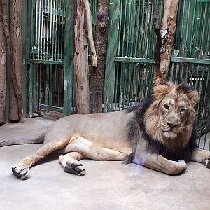 Male Asiatic lion