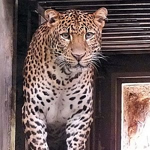 Male Javan leopard