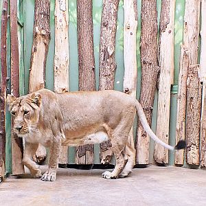 Female Asiatic lion