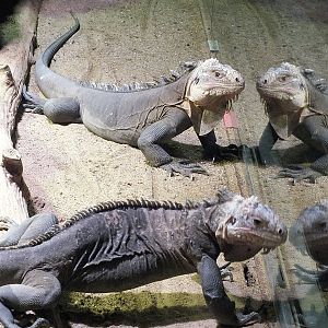 Lesser Antillean iguanas