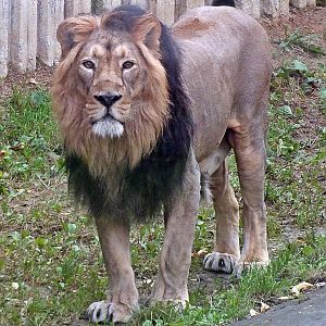 Male Asiatic lion