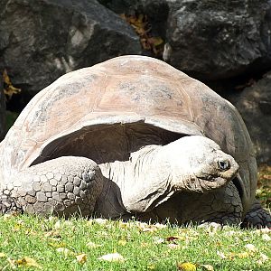 Western Santa Cruz giant tortoise (ID uncertain)