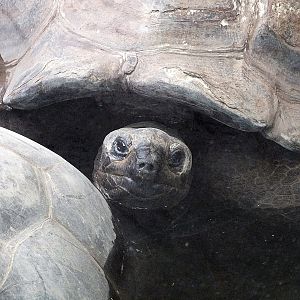 Pinzón Island giant tortoise (ID uncertain)