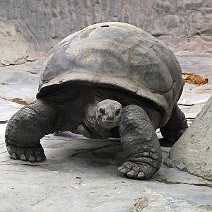 Aldabra giant tortoise