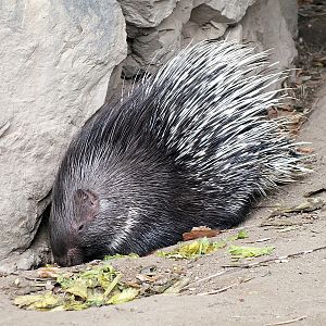 Young Indian crested porcupine