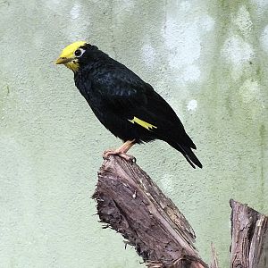 Golden-crested myna