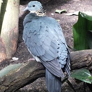 Ashy wood pigeon