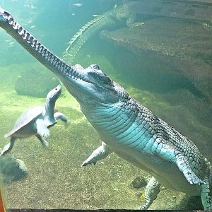 Gharials with northern river terrapin