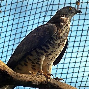 Western honey-buzzard
