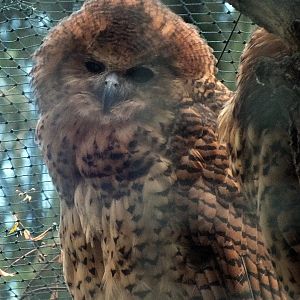 Pel's fishing owl