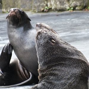 Cape fur seals