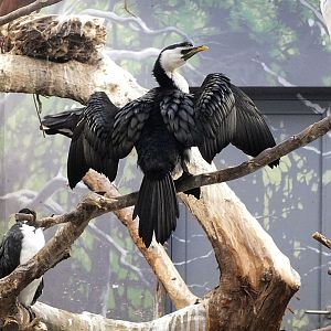 Little pied cormorant