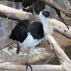 Straw-necked ibis