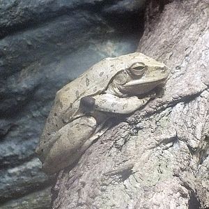 Tree frog / flying frog ID?