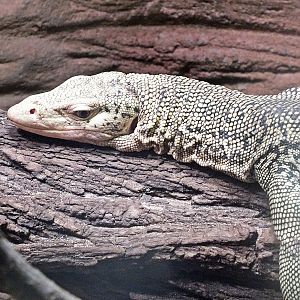 Quince monitor