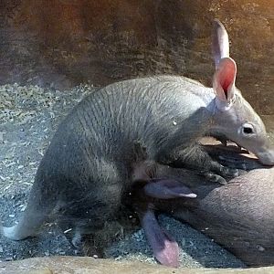 Aardvark young