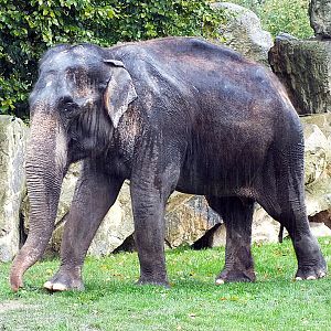 Female Asian elephant