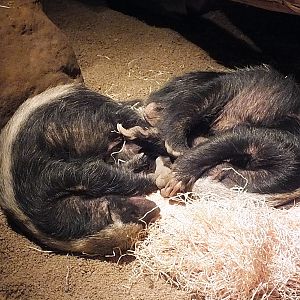 Central African ratels