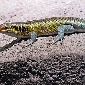 Male rainbow lizard