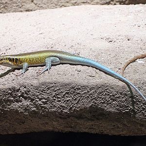 Male rainbow lizard