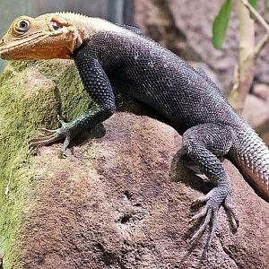 Male rainbow agama