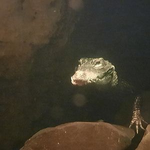 Dwarf Crocodile
