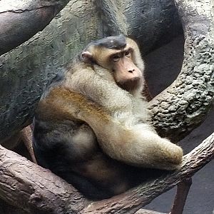 Male southern pig-tailed macaque