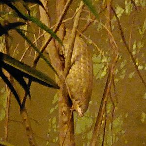 Chinese pangolin