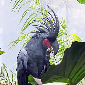 Lesser palm cockatoo