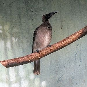 Helmeted friarbird