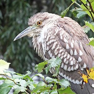 Juvenile black-crowned night heron