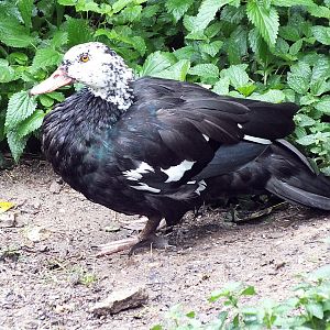 White-winged wood duck