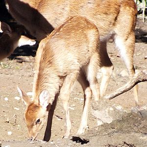 Burmese brow-antlered deer fawn