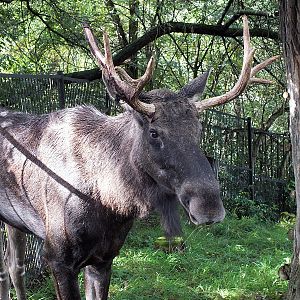 Male European elk