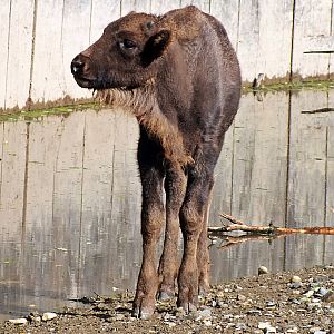 Wisent calf