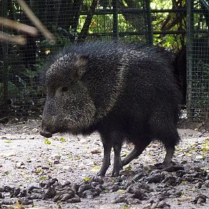 Chacoan peccary