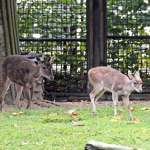 Female Javan rusa and fawn