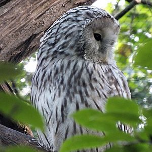 European Ural owl